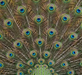 Obraz premium Beautiful and Detailed Peacock Tail Feathers