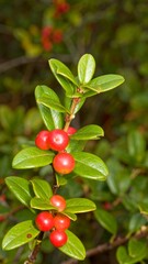 Obraz premium Close-up of lingonberry branch with ripe red berries and vibrant green leaves