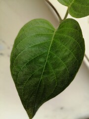 Lá Mơ Leaf Top View