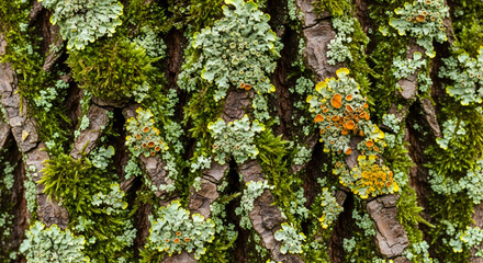 Obraz premium Vibrant Ecosystem on Tree Bark Detailed View of Moss, Lichen, and Organic Growth in Nature
