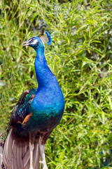 Colorful Peacock Strutting Through Lush Bamboo Forest Wildlife Nature Photo