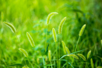 Fresh Green Foxtail Grass Leaves Close Up Nature Photo