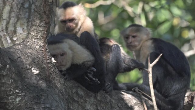 A group of three White-faced Capuchin monkeys (Cebus capucinus) is huddled together on a branch high in the canopy of the rainforest.