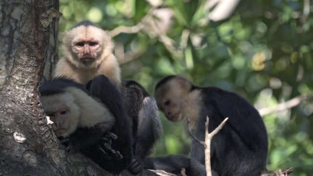 A group of three White-faced Capuchin monkeys (Cebus capucinus) is huddled together on a branch high in the canopy of the rainforest.
