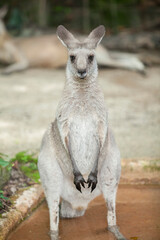 Majestic Giant Kangaroo Captured In Natural Wildlife Habitat Setting