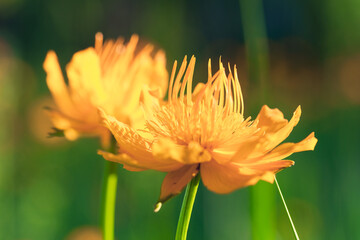 Macro Close Up Of Two Golden Globe Flowers In Vibrant Detail