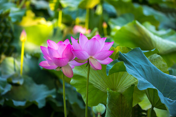 Serene Lotus Pond With Two Elegant Lotus Flowers In Bloom