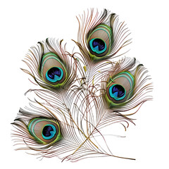 Obraz premium Elegant peacock feathers display vibrant iridescent eye patterns, showcasing natural beauty and exotic allure for design projects.