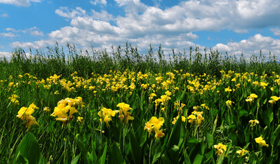 Vibrant Plants And Flowers Under Blue Sky With White Clouds In Nature