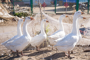 Flock of Geese in Rural Free Range Farming Landscape Photo