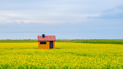 Qinghai Lake Golden Rapeseed Flower Field Scenic Landscape Photo