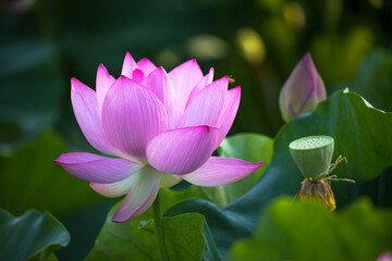 Close Up Of Lotus Flower Seedpod And Leaf In Tranquil Pond Setting