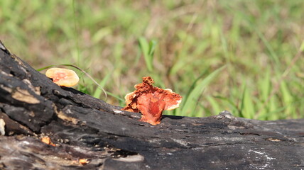 Fototapeta premium Orange mushrooms grow on dead wood due to burning.
