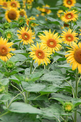 Beautiful Sunflower Blooms in Lush Summer Nature Landscape Field
