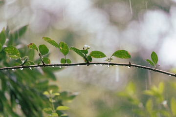 Macro Photography Of Green Leaves Covered In Raindrops On Rainy Day