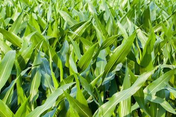 Close Up Macro of Green Crop Plant Leaves in Agricultural Field