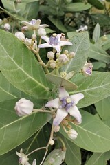 Detailed Close-up of a Crown Flower