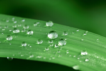 Macro Close-Up Of Raindrops And Dew Water Texture Detail