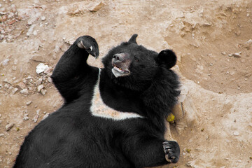 Wild Black Bear Foraging In Lush Forest Habitat Near Dalian China Wildlife Photography