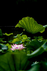 Partially Hidden Lotus Blossom Emerging From Dark Green Lily Pads In Pond Photo