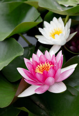 Elegant Pink Water Lily Floating On Reflective Pond Surface Under Sunlight Photo