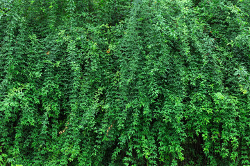 Green Living Plant Wall Covered With White Jasmine Blooms