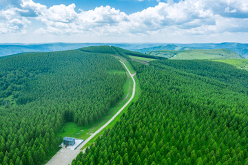 Winding Road Through Expansive Pine Forest Sea Leading To Horizon Photo
