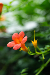 Fototapeta premium Close Up Crisp Yellow Trumpet Vine Flowers In Peak Summer Bloom Photo