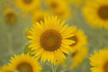 美しい満開のひまわり畑