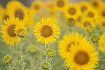 美しい満開のひまわり畑