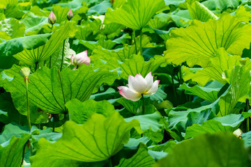 Refreshing Summer Lotus Bloom During Great Heat Solar Term In HD Photography