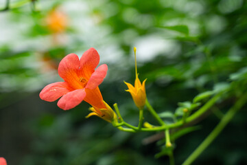 Obraz premium Vibrant Yellow Trumpet Vine Blossoms In Midsummer Great Heat
