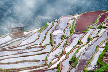 Summer Terraced Fields Amid Sea Of Clouds Pastoral Scenery