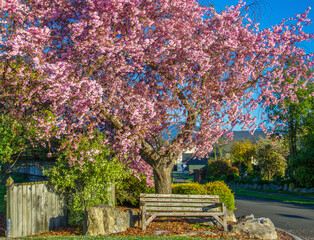 Cherry Blossom Trees In Bloom Beside Motueka Town In New Zealand
