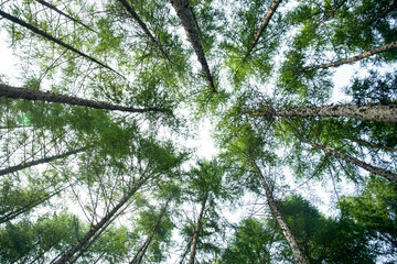 Low Angle View Looking Up At Forest Canopy Trees Photo