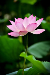 Vibrant Green Lotus Flowers In Full Bloom Under Serene Light Photo