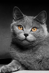 Low Key Studio Portrait Of Animal Against Black Background Photo