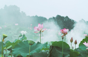Misty Enchanting Lotus Flower Pond In Serene Garden Scenery