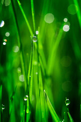 Close-Up Of Green Summer Grass Blades With Dew Drops Under Sunlight
