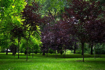 Low Angle Landscape Of Park Trees Under Clear Sky Forest Environment