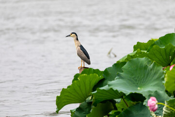 Daming Lake Lotus Pond With Egrets And Tranquil Water Surface