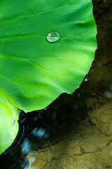 Lotus Flowers Dew Covered On Green Leaves During Great Heat Solar Term