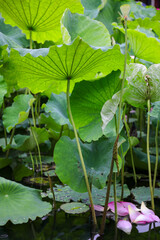 Summer Pond With Lotus Flowers Leaves And Delicate Petals In Bloom