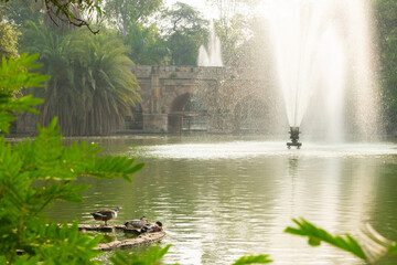 Ducks in the pond of Lodi Gardens in New Delhi, India