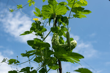 Close Up Photography Of Fresh Bitter Melon Loofah Vine Leaves On Organic Farm