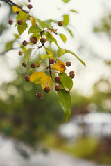 Autumn Mountain Hawthorn Tree With Dew Covered Ripe Red Fruits After Gentle Rain