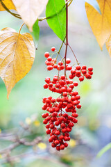Close Up Autumn Fruits And Fallen Leaves Signifying Early Fall Season