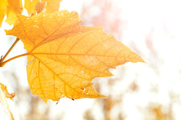 Seamless Beautiful Autumn Maple Leaf Background With Vibrant Fall Colors