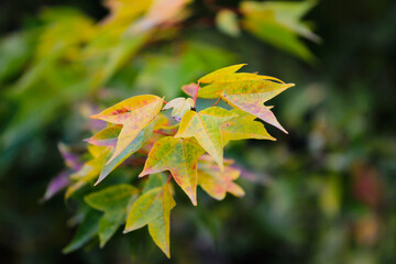 Golden Leaves Turning Yellow In Tranquil Autumn Forest Setting