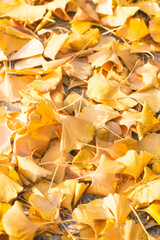 Ground Covered With Fallen Golden Ginkgo Leaves In Autumn Forest